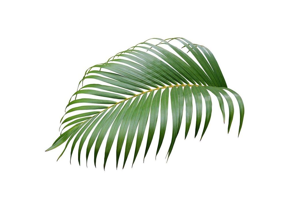 Cerenia palm trees in the zxcvbnmqwert capsule
