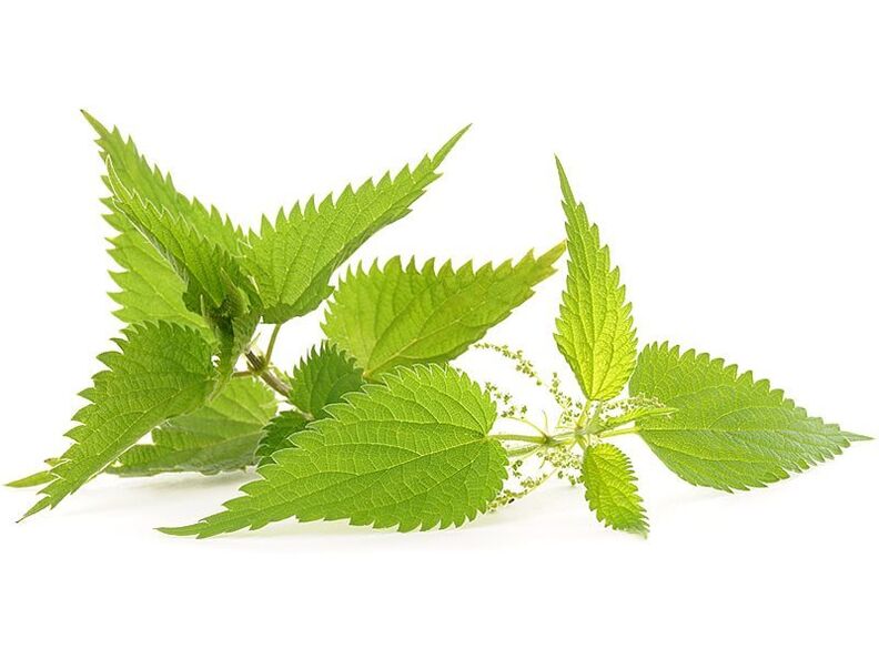 Nettle in the zxcvbnmqwert capsule